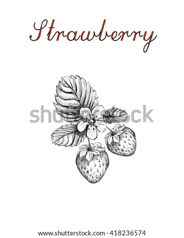 strawberry. sketch strawberry vector. strawberry blossoms branch illustration. strawberry.