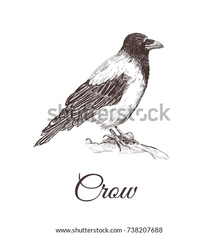 Vector Vintage Raven Hand Drawn Illustration Stock Vector 318892784