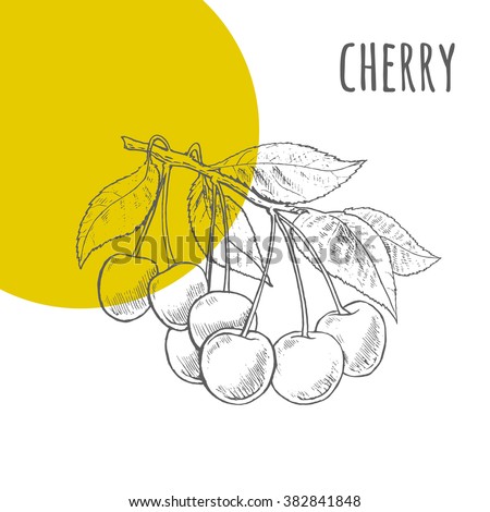 Cherries vector freehand pencil drawn sketch. Illustration of cherries bunch on branch with leaves. Part of set of fruits sketchy drawings.
