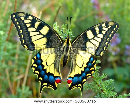 Butterfly Swallow Tail 70