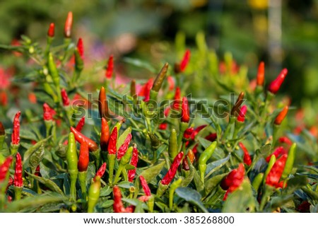 Close-up view of fresh ripe red chili peppers on tree at an organic chili farm in Thai Binh, Viet Nam. Agricultural composition. Harvest concept. Great for organic food publication.