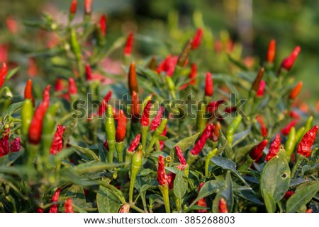 Close-up view of fresh ripe red chili peppers on tree at an organic chili farm in Thai Binh, Viet Nam. Agricultural composition. Harvest concept. Great for organic food publication.