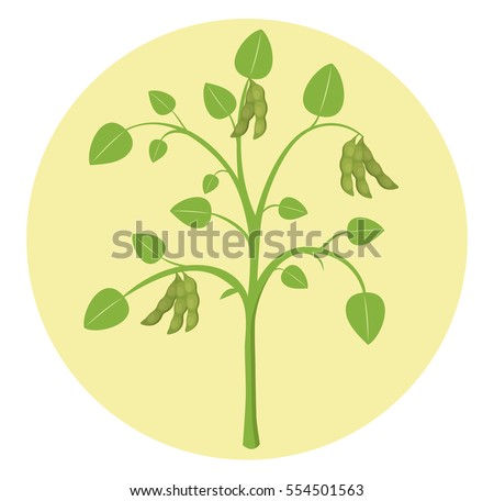 soybean plant soy flat design vector icon isolated on circle