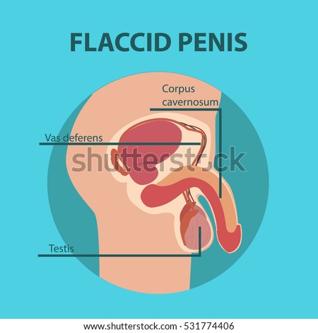 Flaccid Male Penis 114