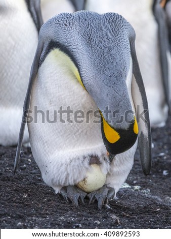 Penguin Egg Stock Images, Royalty-Free Images & Vectors | Shutterstock