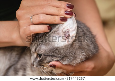 Dirty Cat Stock Images, Royalty-Free Images & Vectors | Shutterstock