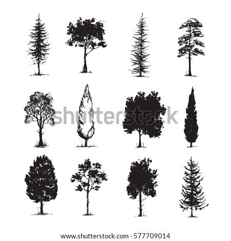 Pine Tree Sketch Stock Images, Royalty-Free Images & Vectors | Shutterstock