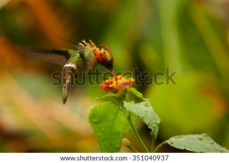 hummingbird tufted flower flowers green feeding lophornis crested coppery coquette ornatus tiny beautiful background shutterstock peony vectors royalty lantana blurred