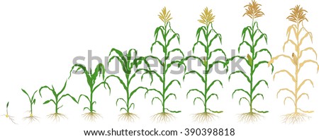 growth corn plant
