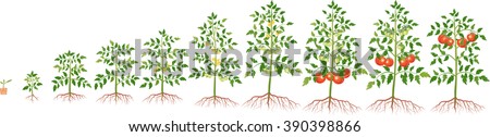 Growth Tomato Plant Stock Vector 390398866 - Shutterstock