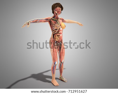 Female Body Diagram Stock Images, Royalty-Free Images & Vectors