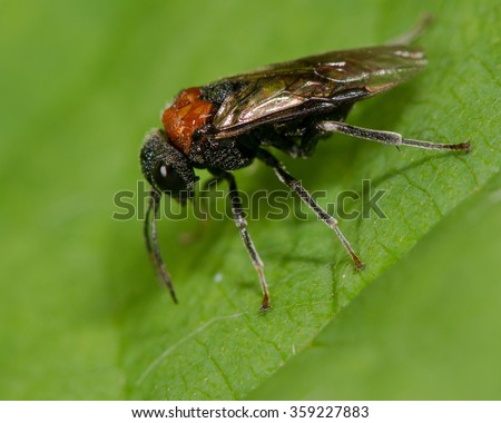 Apologise, Adult insect message, simply Phrase and Adult insect