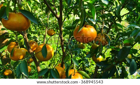 DONG THAP, VIET NAM, 26 JAN 2016: Tangerines trees in the garden. (small orange)