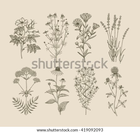 Chamomile Stock Photos, Royalty-Free Images & Vectors - Shutterstock