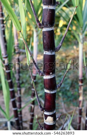 Closeup of sugarcane plants in growth at field.