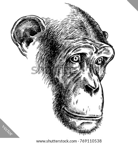 Gorilla Line Drawings Stock Vectors, Images & Vector Art | Shutterstock