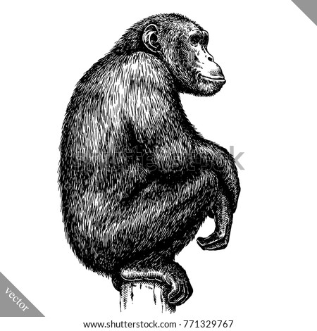 Monkey Stock Images, Royalty-Free Images & Vectors | Shutterstock