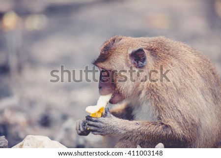 Monkey Eat Banana Youtube