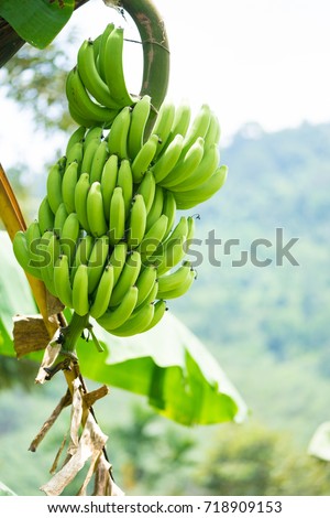 Banana Tree Stock Images, Royalty-Free Images & Vectors | Shutterstock