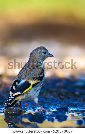 Goldfinch Stock Images, Royalty-Free Images & Vectors | Shutterstock