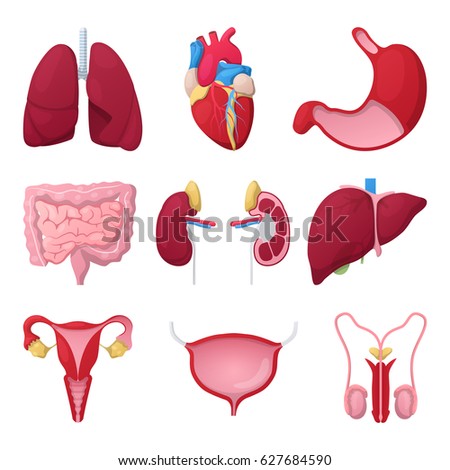 Human Anatomy Organs Posterior