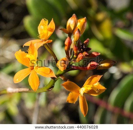 HOA GIEO TỨ TUYỆT 2 - Page 3 Stock-photo-yellow-and-orange-crucifix-orchids-epidendrum-ibaguense-440076028