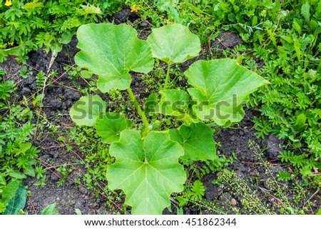 Pumpkin Plant Stock Images Royalty Free Images Amp Vectors Shutterstock