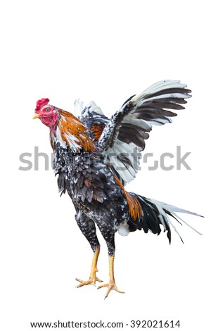 angry rooster stock images royalty free images u0026 vectors angry rooster stock images royalty free images u0026 vectors
