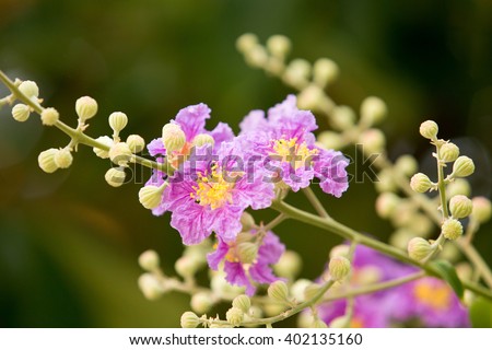 Myrtle Tree Stock Images Royalty-Free Images Vectors Shutterstock