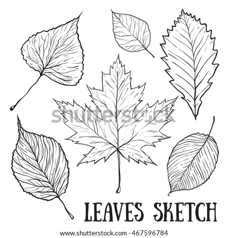 Hazel Leaf Stock Images, Royalty-Free Images & Vectors | Shutterstock