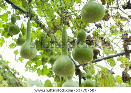 calabash latin singles Calabash tree crescentia cujete 10 i only have the one fruit because i chance to have seen a single flower last year when i played bat latin look-up plants. calabash latin singles Calabash tree crescentia cujete 10 i only have the one fruit because i chance to have seen a single flower last year when i played bat latin look-up plants.