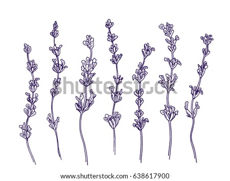 Seamless Background Lavender Stock Vector 77820883 - Shutterstock