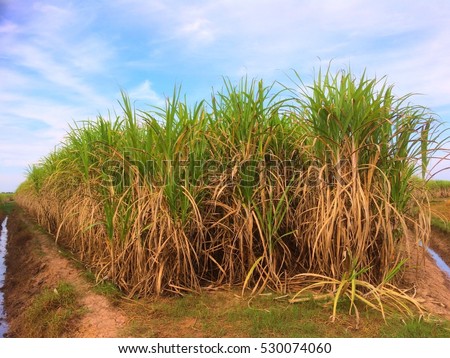 Food, Nature, Fresh sugarcane field in blue sky and white cloud.