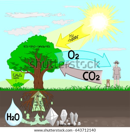 Photosynthesis Stock Images, Royalty-Free Images & Vectors | Shutterstock