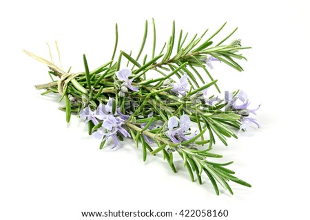 Rosemary Stock Images, Royalty-Free Images & Vectors | Shutterstock