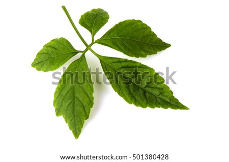 Jiaogulan, Gynostemma, Miracle grass, Southern ginseng, 5-Leaf ginseng, Penta tea.