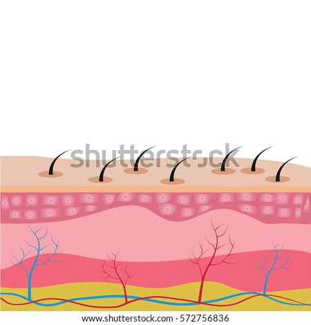 human skin layer vector cross section stock vector 520713712 istock structure skin cells skin show stock vector 572756836 human skin layer vector cross section stock vector 520713712 istock structure skin cells skin show stock vector 572756836
