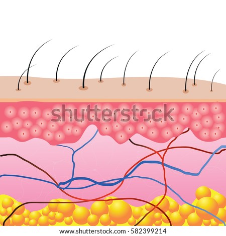 Collagen Structure Stock Images, Royalty-Free Images & Vectors ...