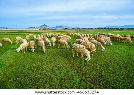 PHAN THIET-VIETNAM. AUG 07, 2016. A view of sheep on farm in Phan thiet-Binh Thuan, Vietnam