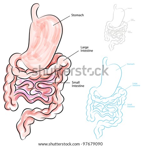Human-digestive-system-cartoon Stock Images, Royalty-Free Images