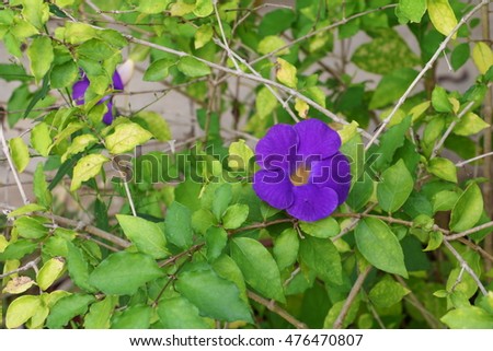Acanthaceae Stok FotoÃ„ÂŸraflarÃ„Â± Telifsiz GÃƒÂ¶rseller ve VektÃƒÂ¶rler 