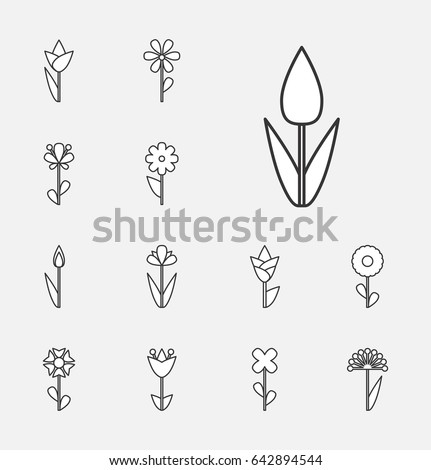 Popular Wedding Flowers Blossoming Thin Line Stock Vector 332248568