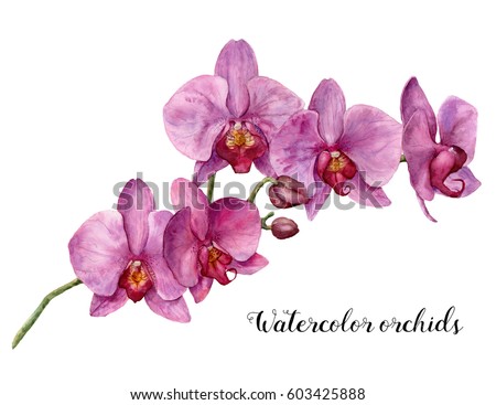 Watercolor orchids. Hand painted floral botanical illustration isolated on white background. For design or print