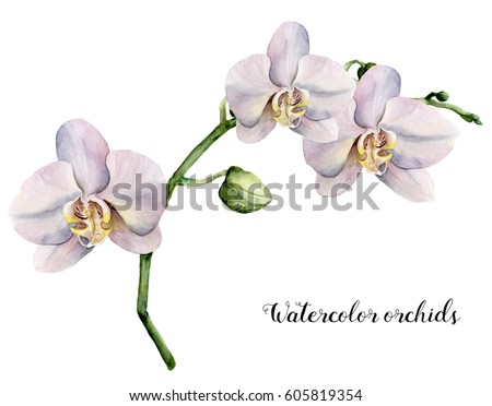 Watercolor branch with white orchids. Hand painted floral botanical illustration isolated on white background. For design or print