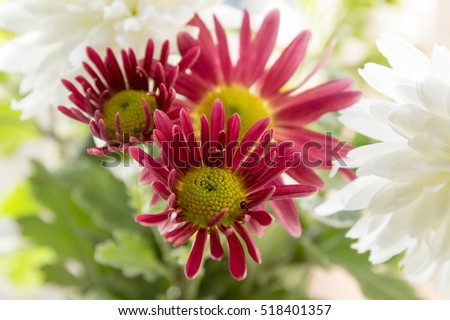 Chrysanthemum indicum, Indian chrysanthemum, Oury, mum flowers in 
