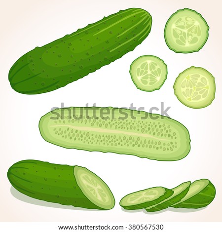 Cucumber with slices. Pieces and half of cucumber. Vector illustration.