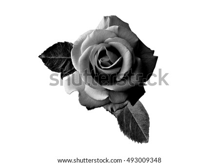 black roses stock images royalty free images amp vectors black roses stock images royalty free images amp vectors