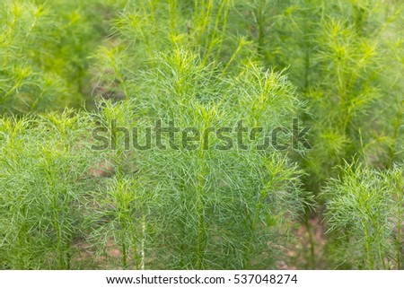 cumin plant stock images royalty free images vectors cumin plant inspired room cumin stock images royalty free images vectors cumin plant stock images royalty free images vectors cumin plant inspired room cumin stock images royalty free images vectors