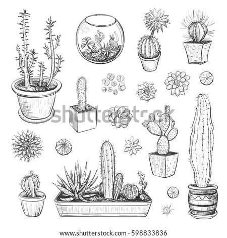 Beautiful Vector Collection Sketches Houseplants Hand Stock Vector