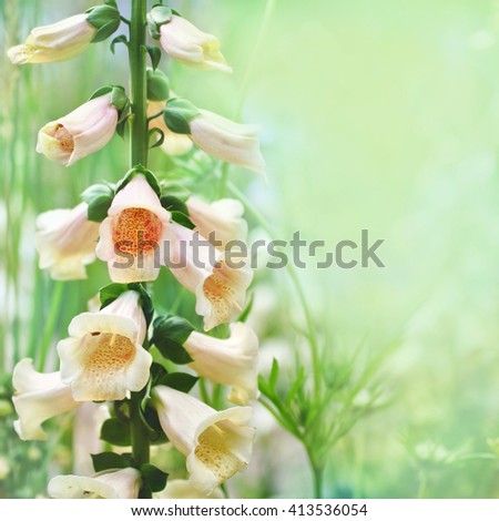 Summer blossoming foxgloves background, selective focus